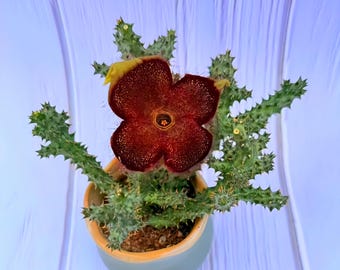 5" Edithcolea Grandis - Persische Teppichblume, seltene exotische lebende Sukkulente