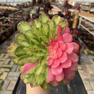 Aeonium 'ZhiFou' variegato singolo da 4'', succulenta variegata colorata