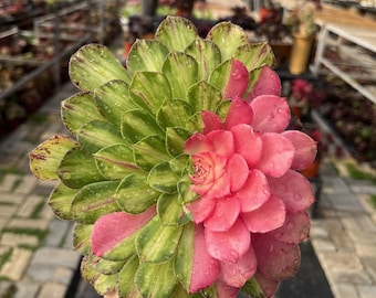 Aeonium 'ZhiFou' variegato singolo da 4'', succulenta variegata colorata