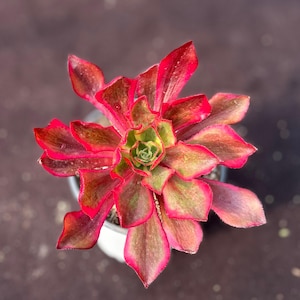 Aeonium phantom - Etsy 日本