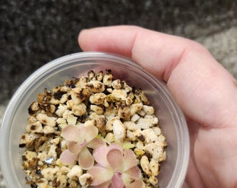 Johanna Pinguicula Plant – Sun Stressed Carnivorous Pinguicula Babies (1/2-1/4")