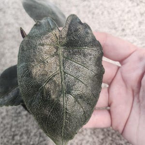 Alocasia Antoro Black Velvet in 4" pot