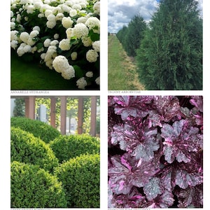 May include: A collage of various plants and flowers. Includes white hydrangea, tall green trees, purple allium flowers, green foliage, green boxwood, dark purple heuchera, and green fountain grass.