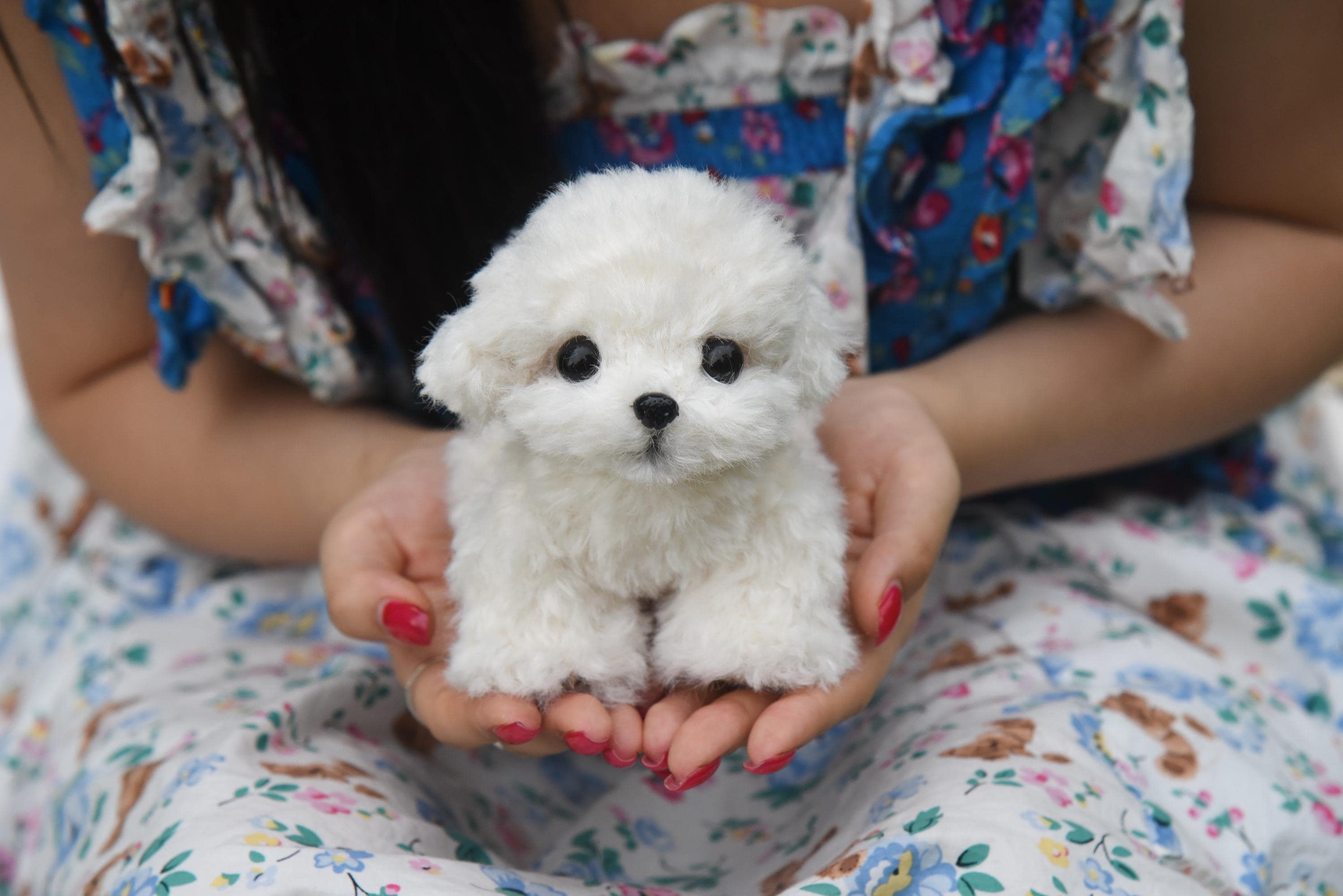 Joybly Vanilla Poodle Plushy: ESSA Collectible Dog Gift Toy