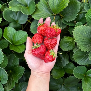 May include: A cluster of six bright red strawberries with green leafy stems held in an open palm, positioned against a backdrop of lush, vibrant green strawberry plant leaves with serrated edges and visible veins.