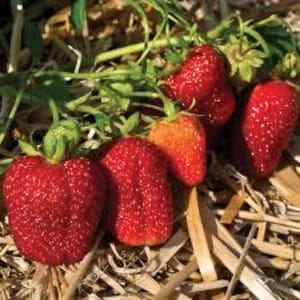 May include: Several ripe red strawberries with green leafy stems attached, growing on a plant with thin green vines and foliage. The strawberries exhibit a textured surface with small seeds and are positioned above a layer of dry straw mulch.