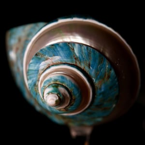 Könnte beinhalten: Nahaufnahme einer spiralförmigen Muschel mit einem lebendigen blau-weißen Muster. Das Innere der Muschel hat einen perlmuttartigen Glanz, während die äußeren Schichten eine Mischung aus blauen und braunen Farbtönen aufweisen. Die Muschel ist auf einem transparenten Ständer vor schwarzem Hintergrund montiert.