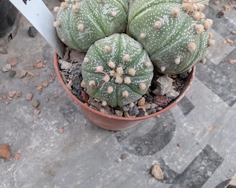 Astrophytum