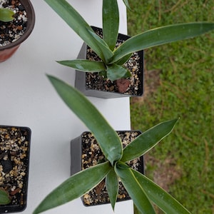 Puede incluir: Una colección de pequeñas macetas cuadradas de plástico negro que contienen plantas de agave verdes con hojas puntiagudas en forma de lanza. Cada planta presenta follaje verde oscuro con bordes verde claro o amarillentos, plantada en una mezcla de tierra con perlita.