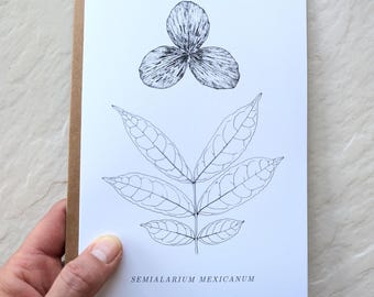 Botanical Notecard – Winged Seed Illustration – Semialarium mexicanum – 5x7 Blank Card