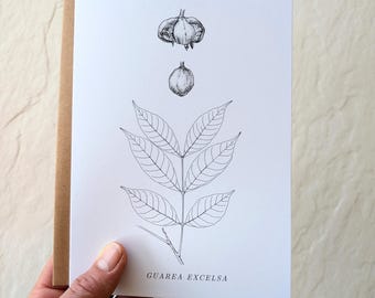 Botanical Notecard – Tropical Tree Illustration – Guarea excelsa (Mahogany Family) – 5x7 Blank Card