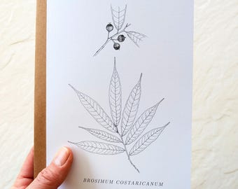 Botanical Notecard – Tropical Forest Illustration – Brosimum costaricanum – 5x7 Blank Card