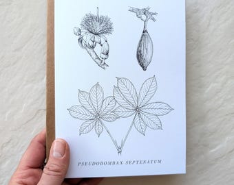 Botanical Notecard – Bat-Pollinated Flower Illustration – Pseudobombax septenatum – 5x7 Blank Card