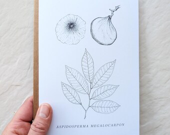 Botanical Notecard – Fine Line Tropical Tree Illustration – Aspidosperma megalocarpon – 5x7 Blank Card