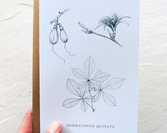 Botanical Notecard – Tropical Dry Forest Tree – Bombacopsis quinata (Pochote) – 5x7 Blank Card