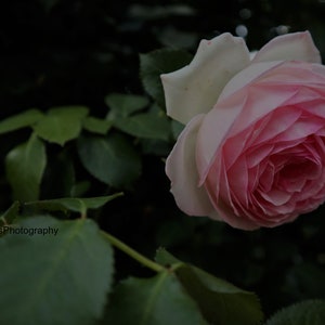Digital Image Picture Photo Wide Wallpaper Landscape Nature Flower Rose Garden Art Photography A