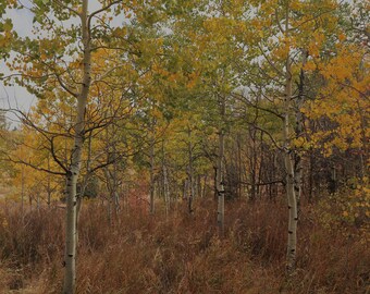 Autumn Aspen Trees Landscape Photo Print, Utah Nature Wall Art