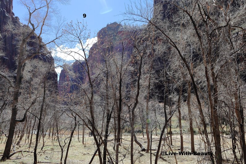 Lustre Paper Print Original Picture Photo Wall Art Decor Photography Landscape Zion Canyons Utah Scene 9