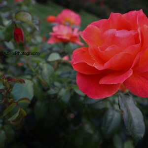 Digital Image Picture Photo Wallpaper Landscape Flower Rose Garden Art Photography