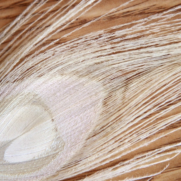 5 Peacock Feathers- Ivory