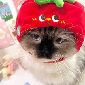 May include: A cat wearing a red strawberry-shaped hat with a green stem. The hat has embroidered details including yellow zigzags and white crescent shapes. The cat has blue eyes, a black nose, and white whiskers.