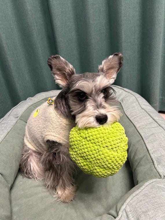 Buy Pet Supplies, Broccoli Dog Toy, Pet Companion Toys, Sound Toy