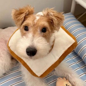 May include: A small dog with brown and white fur wearing a bread-shaped pet collar. The collar is white with a brown crust. The dog is lying on a blue and white striped surface, with a small stuffed animal in the foreground.