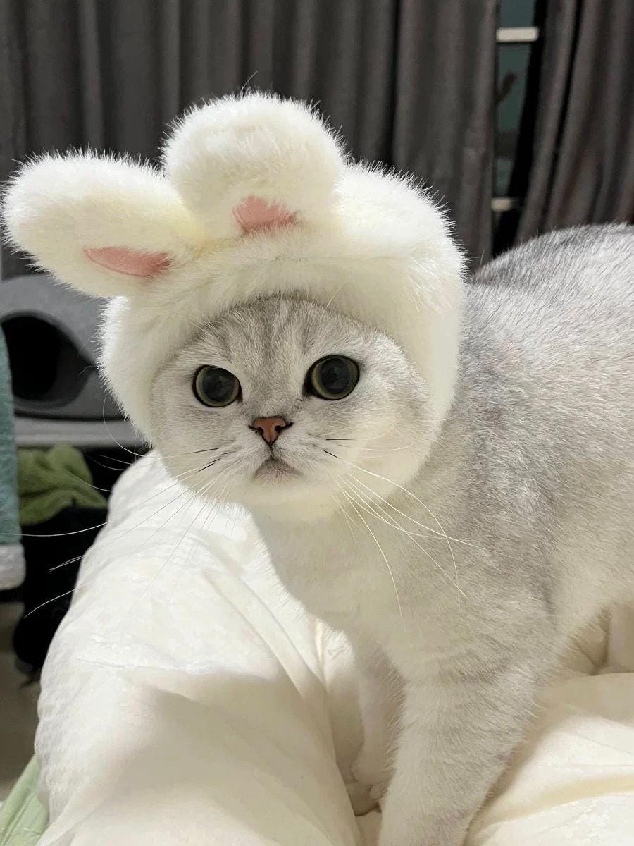 Rabbit Ears for Cat Canada