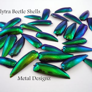 Elytra Beetle Shells - Wings - Pack of 10 - Hand drilled