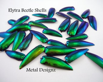 Elytra Beetle Shells - Wings - Pack of 10 - Hand drilled