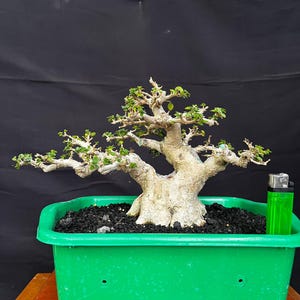 Bonsái de Premna Microphylla, tamaño pequeño, buen material para el futuro.