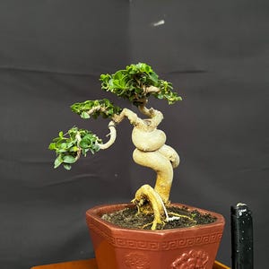 May include: A small bonsai tree with a thick, twisted, light brown trunk and vibrant green leaves, planted in a hexagonal reddish-brown ceramic pot featuring embossed lion head details and a geometric border pattern, next to a black lighter.