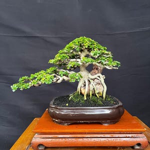 Bonsái de Premna Microphylla sobre roca, tamaño pequeño. El bonsái está listo para ser exhibido.