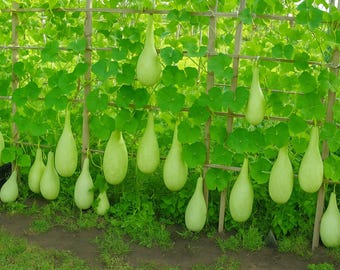 Zucca Zucca Semi Bottiglia (Lagenaria Siceraria - Foto 9