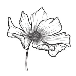 May include: A black and white line art illustration of a single flower with delicate, wavy petals and a textured, circular centre. The drawing features fine, detailed strokes that define the organic shape of the bloom and its thin stem.