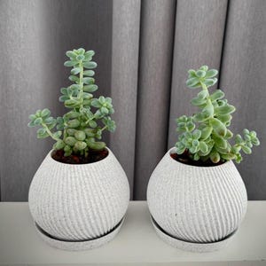Puede incluir: Dos pequeñas plantas suculentas en macetas blancas texturizadas en forma de huevo con platillos a juego. Las suculentas tienen hojas carnosas de color verde claro. Las macetas están sobre una superficie blanca contra un telón de fondo de cortina gris. Las plantas son un elemento decorativo.