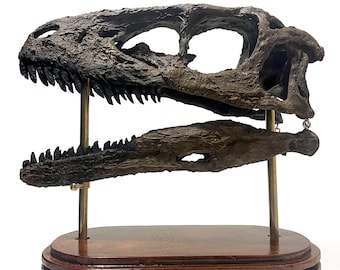 Velociraptor Skull Replica – Realistic Dinosaur Fossil Replica – 3D Printed & Hand Painted Collectible