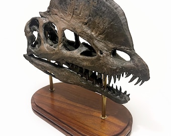 ディロフォサウルスの頭蓋骨レプリカ – リアルな恐竜化石彫刻 – 3D