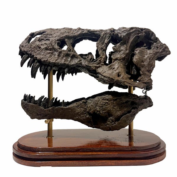 Tyrannosaurus Rex Skull Replica – Realistic Dinosaur Fossil Replica – 3D Printed & Hand Painted Collectible