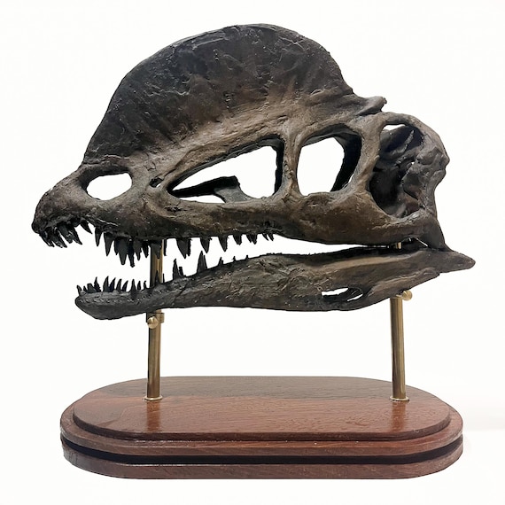 ディロフォサウルスの頭蓋骨レプリカ – リアルな恐竜化石彫刻 – 3D