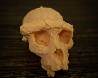 ホモハビリス頭骨模型 ホモハビリス頭骨模型 ホモハビリス頭骨模型 - メルカリ