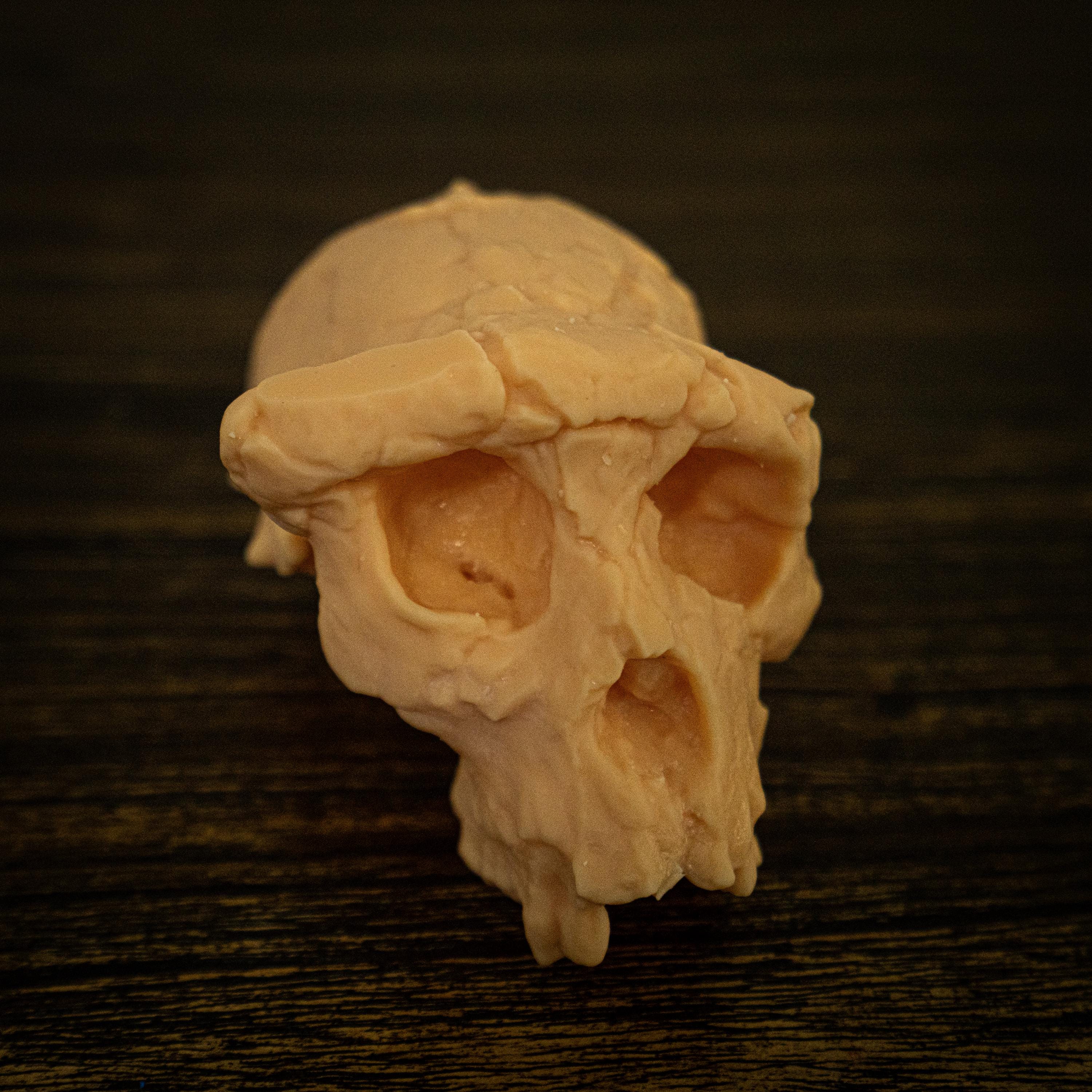 Sahelanthropus tchadensis - Etsy 日本
