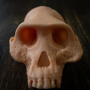 May include: A detailed, light peach-colored skull replica with prominent brow ridges and large eye sockets. The skull has a pronounced jawline and a nasal cavity. The surface has a slightly textured appearance, suggesting a realistic anatomical model.