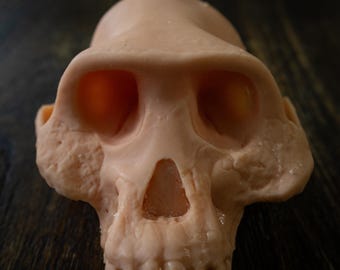 ホモハビリス頭骨模型 ホモハビリス頭骨模型 ホモハビリス頭骨模型 - メルカリ