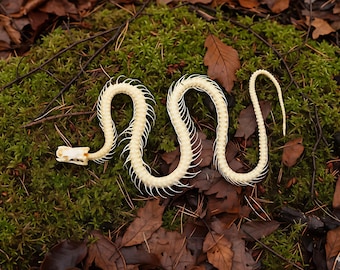 ガチョウの頭蓋骨、鳥の羽、剥製、野鳥、ガチョウの骨 - Etsy 日本