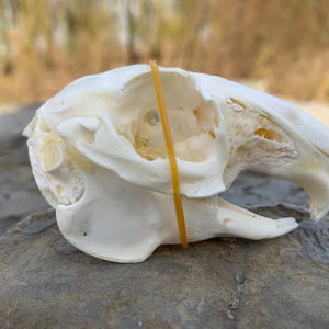 Op de afbeelding: Een witte dierlijke schedel met zichtbare oogkassen, neusholte en tanden. Een dunne, gele elastiek is over de schedel gespannen. De schedel rust op een grijze rots, met een vage natuurlijke achtergrond.