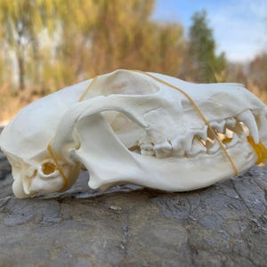 Könnte beinhalten: Seitenansicht eines cremefarbenen Tierschädels mit sichtbaren Zähnen und Augenhöhlen. Ein gelbes Gummiband ist um die Zähne und den Schädel gewickelt. Der Schädel liegt auf einem grauen, strukturierten Felsen mit verschwommenem Hintergrund.