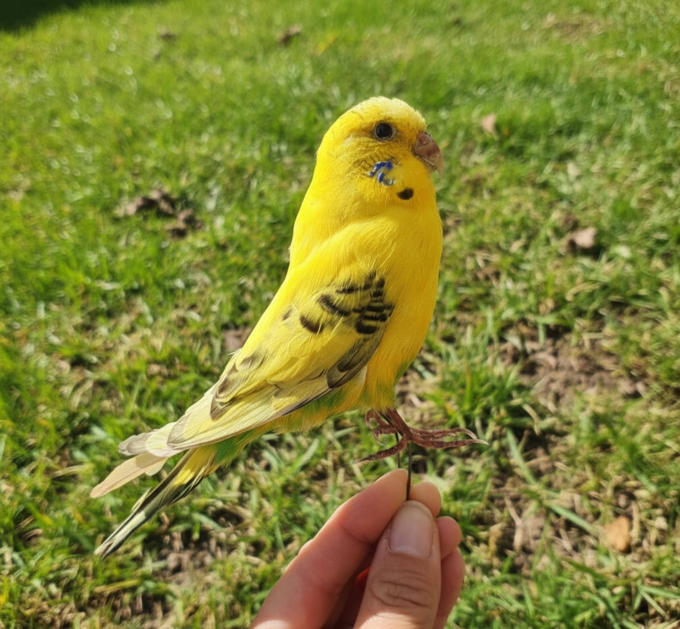 Antique taxidermy parrot - Etsy 日本
