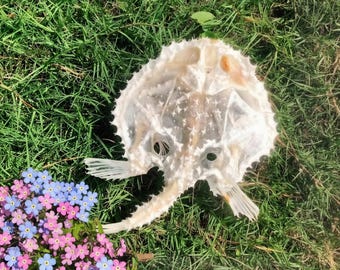 Esqueleto de pez vaca raro – Espécimen ético de aguas profundas, decoración curiosa