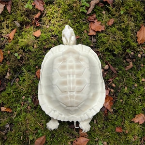 May include: Overhead view of a white turtle on a mossy surface with fallen leaves. The turtle's shell displays a detailed pattern, with its head and legs clearly visible. The background features a natural setting with green and brown hues.